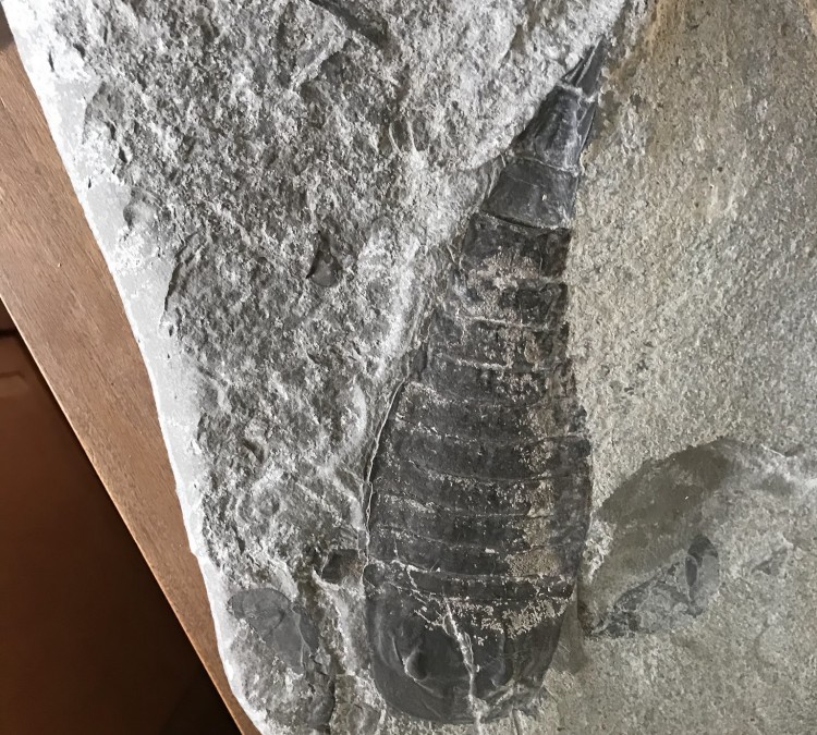 red-hill-field-lab-and-fossil-display-photo